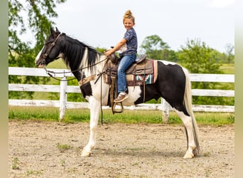 Fox trotter de Missouri, Caballo castrado, 10 años, 155 cm, Tobiano-todas las-capas