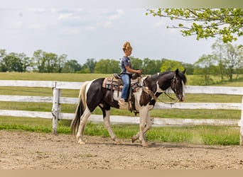 Fox trotter de Missouri, Caballo castrado, 10 años, 155 cm, Tobiano-todas las-capas