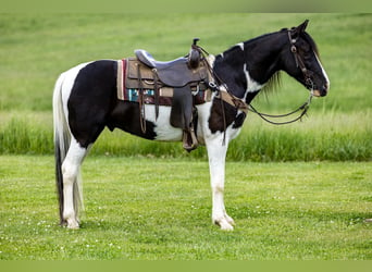 Fox trotter de Missouri, Caballo castrado, 10 años, 155 cm, Tobiano-todas las-capas