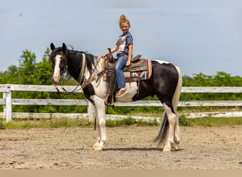 Fox trotter de Missouri, Caballo castrado, 10 años, 155 cm, Tobiano-todas las-capas