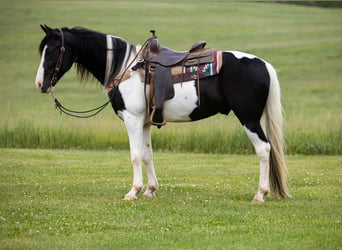 Fox trotter de Missouri, Caballo castrado, 10 años, 155 cm, Tobiano-todas las-capas