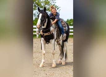 Fox trotter de Missouri, Caballo castrado, 10 años, 155 cm, Tobiano-todas las-capas