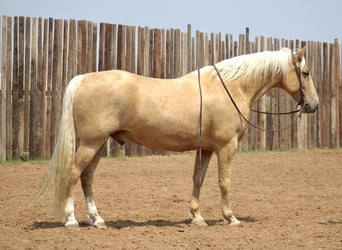 Fox trotter de Missouri, Caballo castrado, 10 años, 157 cm, Palomino