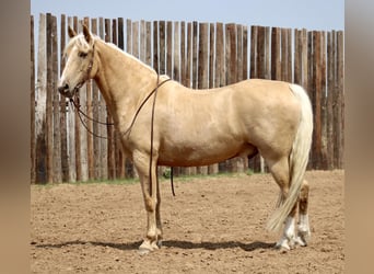 Fox trotter de Missouri, Caballo castrado, 10 años, 157 cm, Palomino