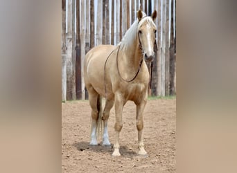 Fox trotter de Missouri, Caballo castrado, 10 años, 157 cm, Palomino