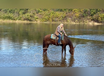 Fox trotter de Missouri, Caballo castrado, 10 años, 163 cm, Alazán rojizo