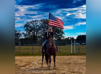 Fox trotter de Missouri, Caballo castrado, 10 años, 163 cm, Alazán rojizo