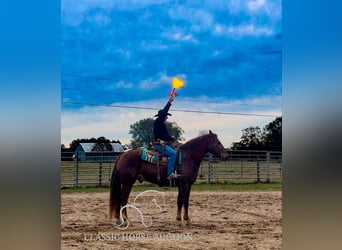 Fox trotter de Missouri, Caballo castrado, 10 años, 163 cm, Alazán rojizo