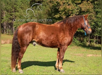 Fox trotter de Missouri, Caballo castrado, 10 años, 163 cm, Alazán rojizo