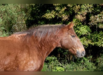 Fox trotter de Missouri, Caballo castrado, 10 años, 163 cm, Alazán rojizo