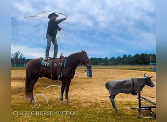 Fox trotter de Missouri, Caballo castrado, 10 años, 163 cm, Alazán rojizo