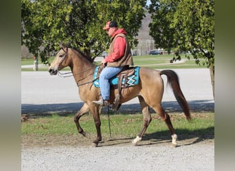 Fox trotter de Missouri, Caballo castrado, 10 años, Buckskin/Bayo