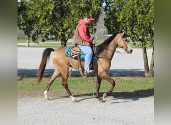 Fox trotter de Missouri, Caballo castrado, 10 años, Buckskin/Bayo