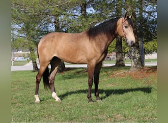 Fox trotter de Missouri, Caballo castrado, 10 años, Buckskin/Bayo