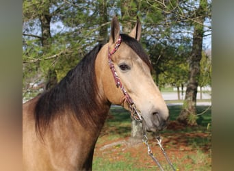 Fox trotter de Missouri, Caballo castrado, 10 años, Buckskin/Bayo