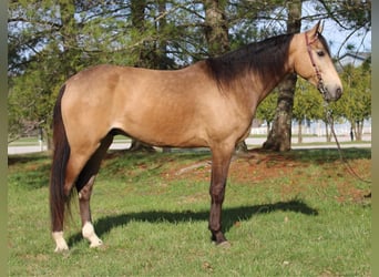 Fox trotter de Missouri, Caballo castrado, 10 años, Buckskin/Bayo