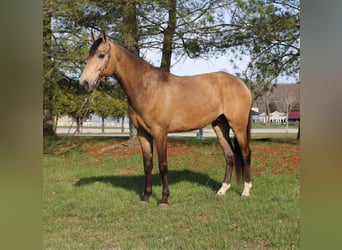 Fox trotter de Missouri, Caballo castrado, 10 años, Buckskin/Bayo