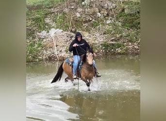 Fox trotter de Missouri, Caballo castrado, 10 años, Buckskin/Bayo