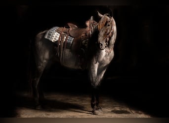 Fox trotter de Missouri, Caballo castrado, 10 años, Ruano azulado