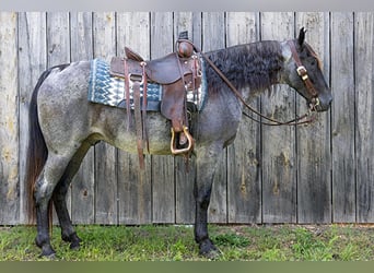 Fox trotter de Missouri, Caballo castrado, 10 años, Ruano azulado