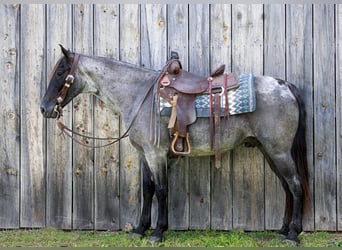 Fox trotter de Missouri, Caballo castrado, 10 años, Ruano azulado