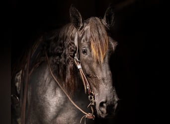 Fox trotter de Missouri, Caballo castrado, 10 años, Ruano azulado