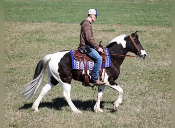 Fox trotter de Missouri, Caballo castrado, 11 años, 147 cm, Tobiano-todas las-capas