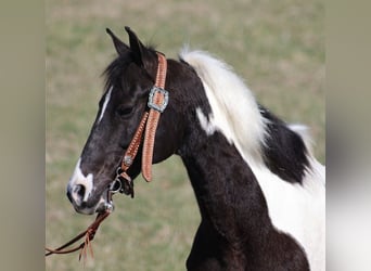 Fox trotter de Missouri, Caballo castrado, 11 años, 147 cm, Tobiano-todas las-capas