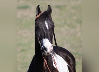 Fox trotter de Missouri, Caballo castrado, 11 años, 147 cm, Tobiano-todas las-capas