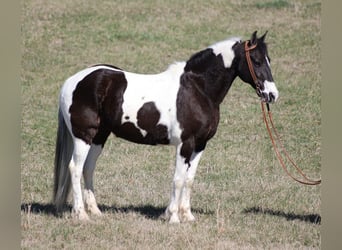 Fox trotter de Missouri, Caballo castrado, 11 años, 147 cm, Tobiano-todas las-capas