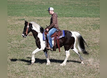 Fox trotter de Missouri, Caballo castrado, 11 años, 147 cm, Tobiano-todas las-capas