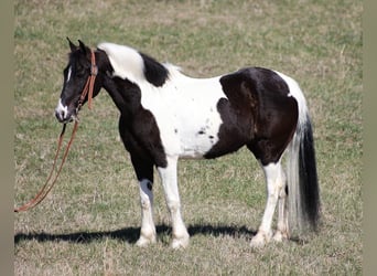 Fox trotter de Missouri, Caballo castrado, 11 años, 147 cm, Tobiano-todas las-capas