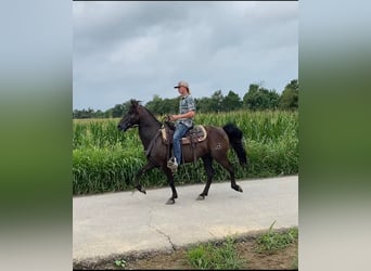 Fox trotter de Missouri, Caballo castrado, 11 años, 150 cm, Negro