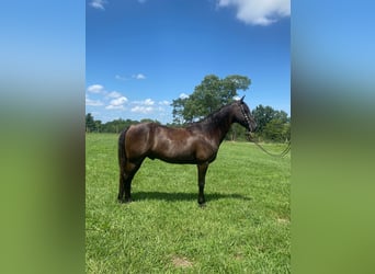 Fox trotter de Missouri, Caballo castrado, 11 años, 150 cm, Negro