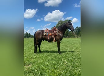 Fox trotter de Missouri, Caballo castrado, 11 años, 150 cm, Negro