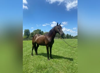 Fox trotter de Missouri, Caballo castrado, 11 años, 150 cm, Negro