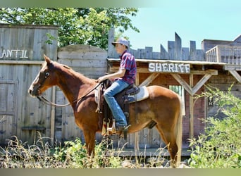 Fox trotter de Missouri, Caballo castrado, 11 años, 152 cm, Alazán rojizo