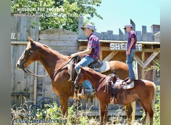 Fox trotter de Missouri, Caballo castrado, 11 años, 152 cm, Alazán rojizo