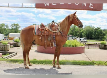 Fox trotter de Missouri, Caballo castrado, 11 años, 152 cm, Alazán rojizo