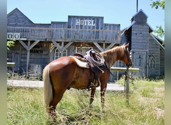 Fox trotter de Missouri, Caballo castrado, 11 años, 152 cm, Alazán rojizo