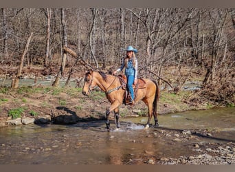 Fox trotter de Missouri, Caballo castrado, 11 años, 152 cm, Buckskin/Bayo