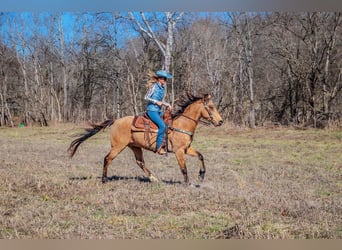 Fox trotter de Missouri, Caballo castrado, 11 años, 152 cm, Buckskin/Bayo