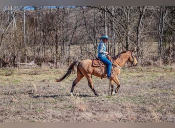 Fox trotter de Missouri, Caballo castrado, 11 años, 152 cm, Buckskin/Bayo