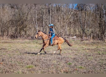 Fox trotter de Missouri, Caballo castrado, 11 años, 152 cm, Buckskin/Bayo