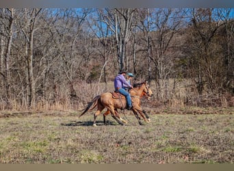 Fox trotter de Missouri, Caballo castrado, 11 años, 152 cm, Buckskin/Bayo