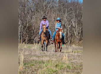 Fox trotter de Missouri, Caballo castrado, 11 años, 152 cm, Buckskin/Bayo