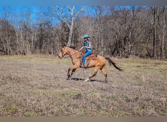 Fox trotter de Missouri, Caballo castrado, 11 años, 152 cm, Buckskin/Bayo