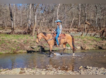 Fox trotter de Missouri, Caballo castrado, 11 años, 152 cm, Buckskin/Bayo