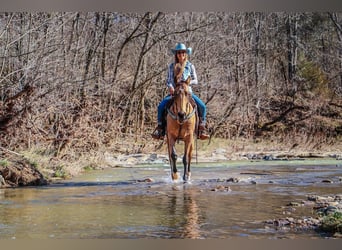 Fox trotter de Missouri, Caballo castrado, 11 años, 152 cm, Buckskin/Bayo