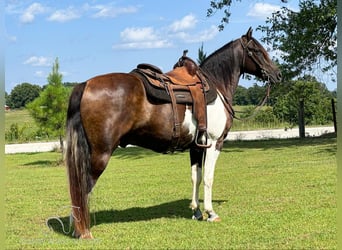 Fox trotter de Missouri, Caballo castrado, 11 años, 152 cm, Castaño rojizo